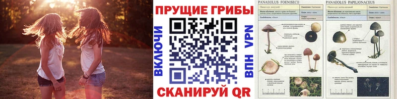 blacksprut онион Ворсма Галлюциногенные грибы Magic Shrooms купить закладку